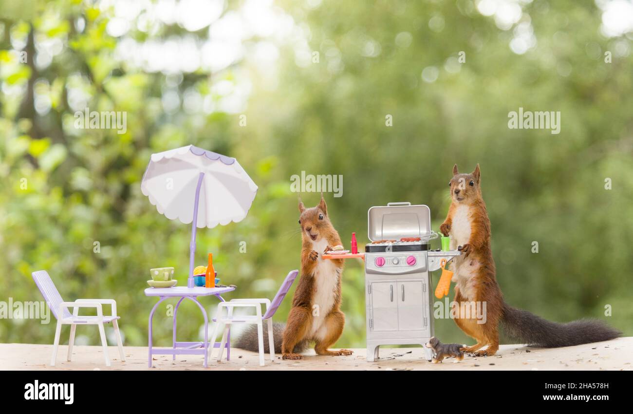Red squirrel are standing with a grill hires stock photography and