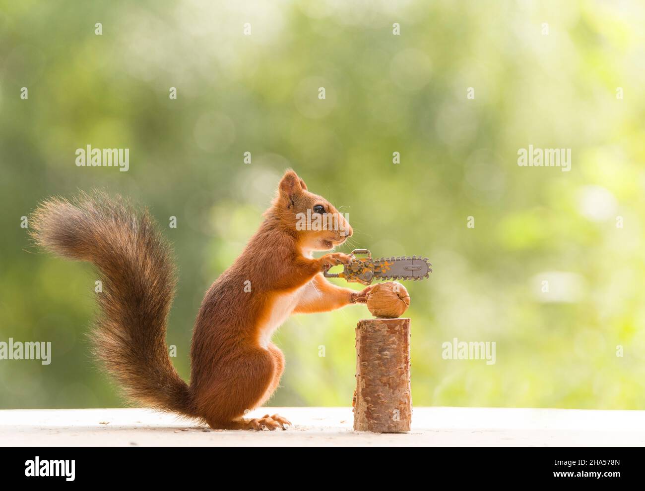 Red Squirrel Holding An Chainsaw With A Walnut Stock Photo Alamy