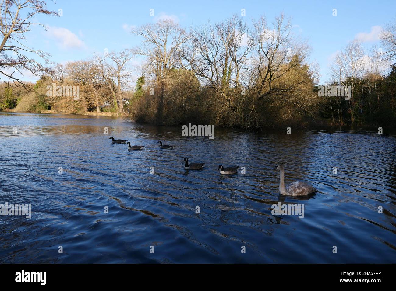 An attractive lake, with the rivers Colne and Frays running alongside. Ideal for walking