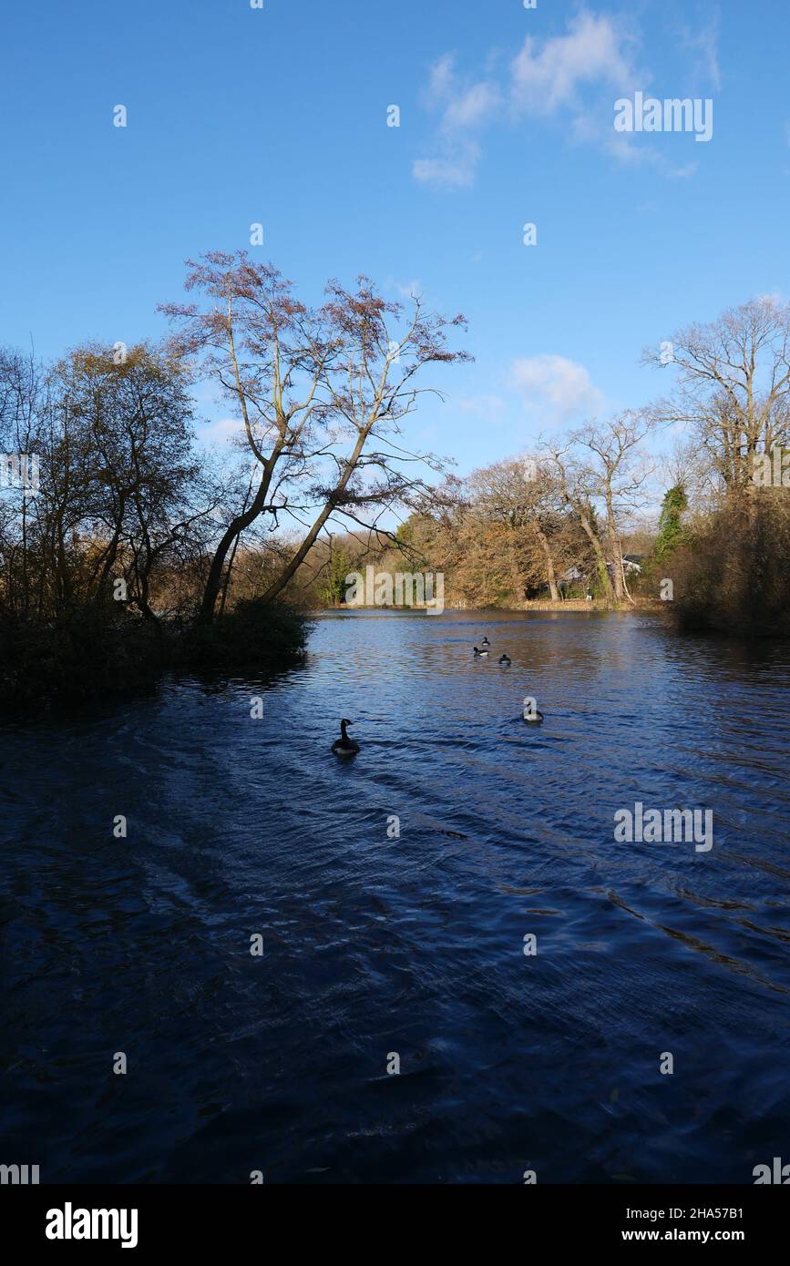 An attractive lake, with the rivers Colne and Frays running alongside. Ideal for walking