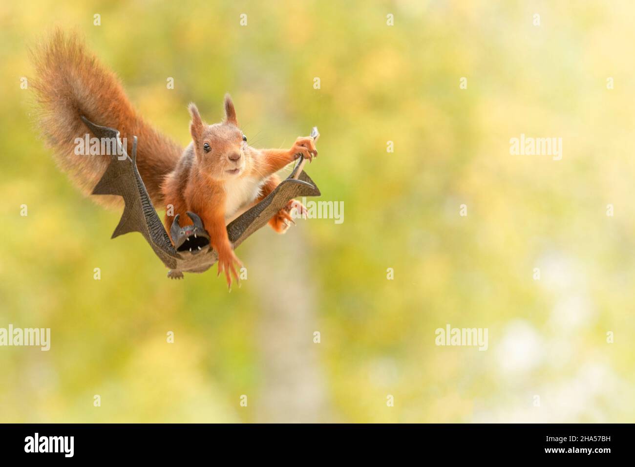 red squirrel is sitting on a bat Stock Photo Alamy