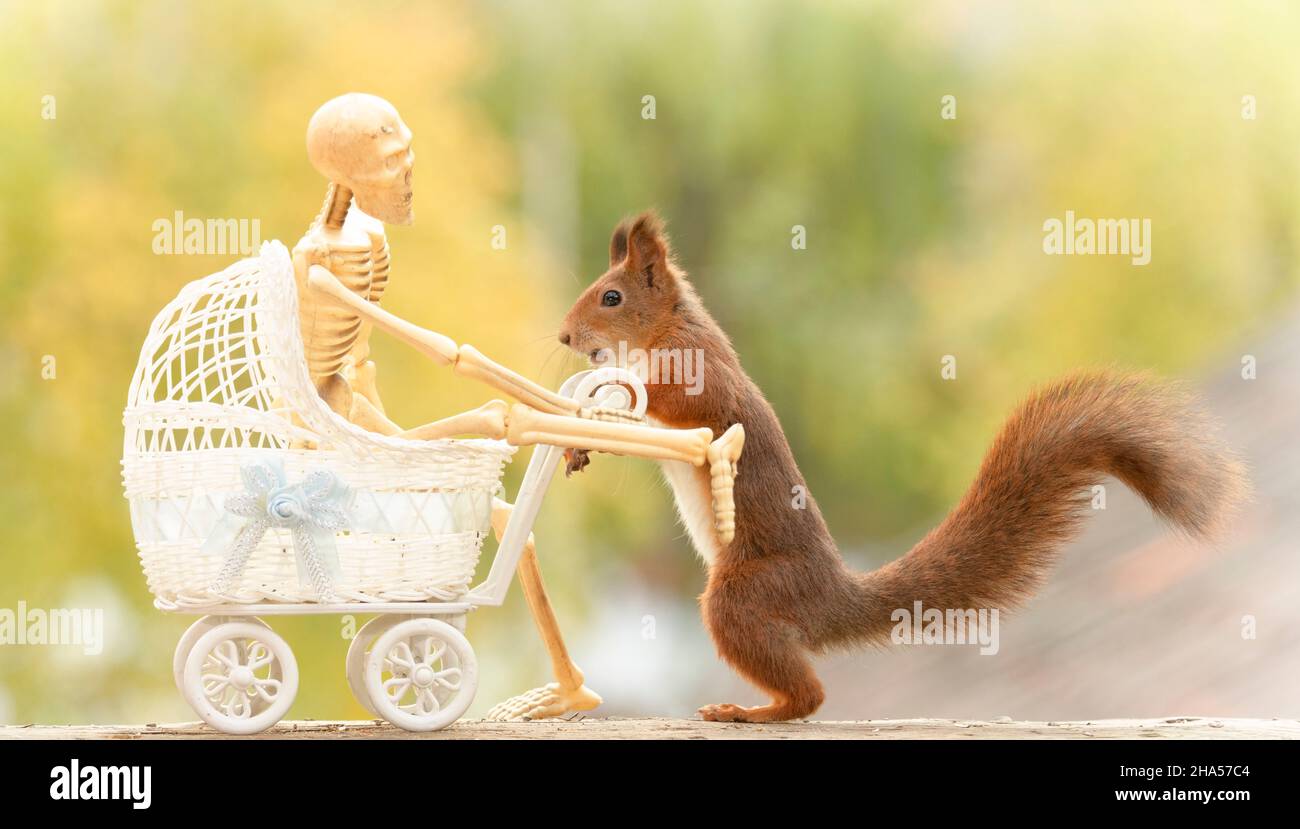 skeleton in a stroller with a red squirrel Stock Photo
