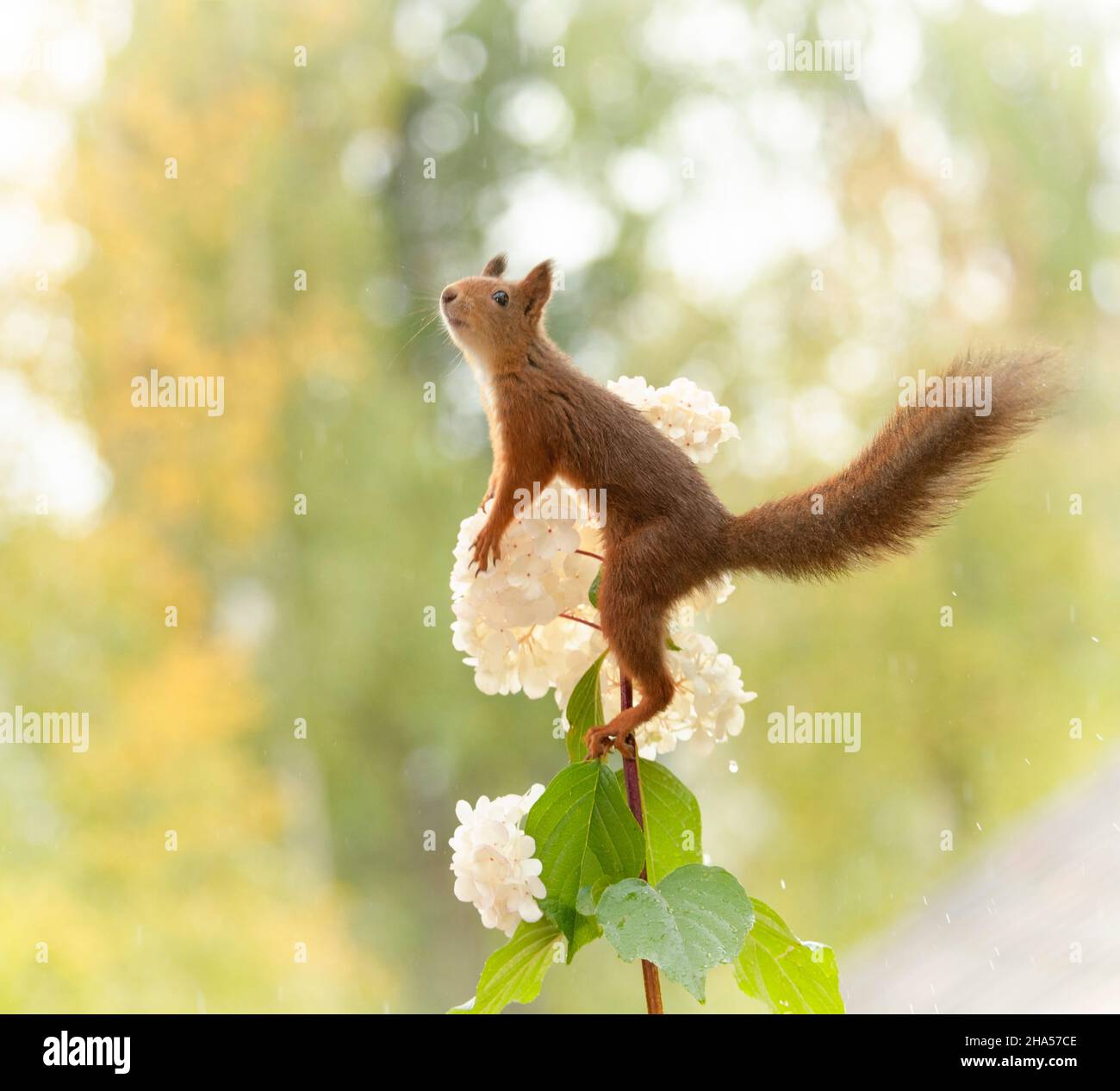 red squirrel climbing in a hydrangea Stock Photo Alamy