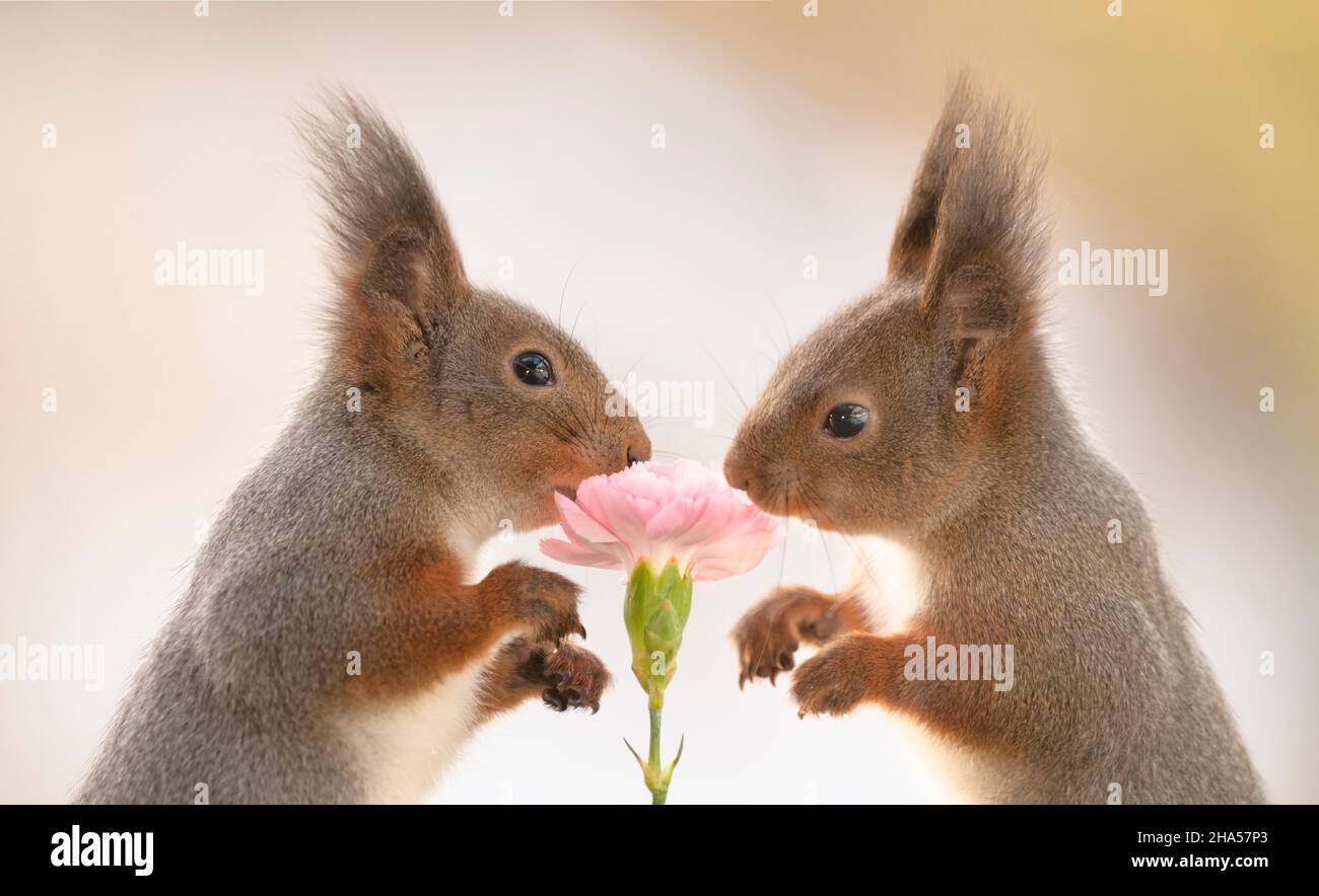 red squirrels are smelling a dianthus flower Stock Photo