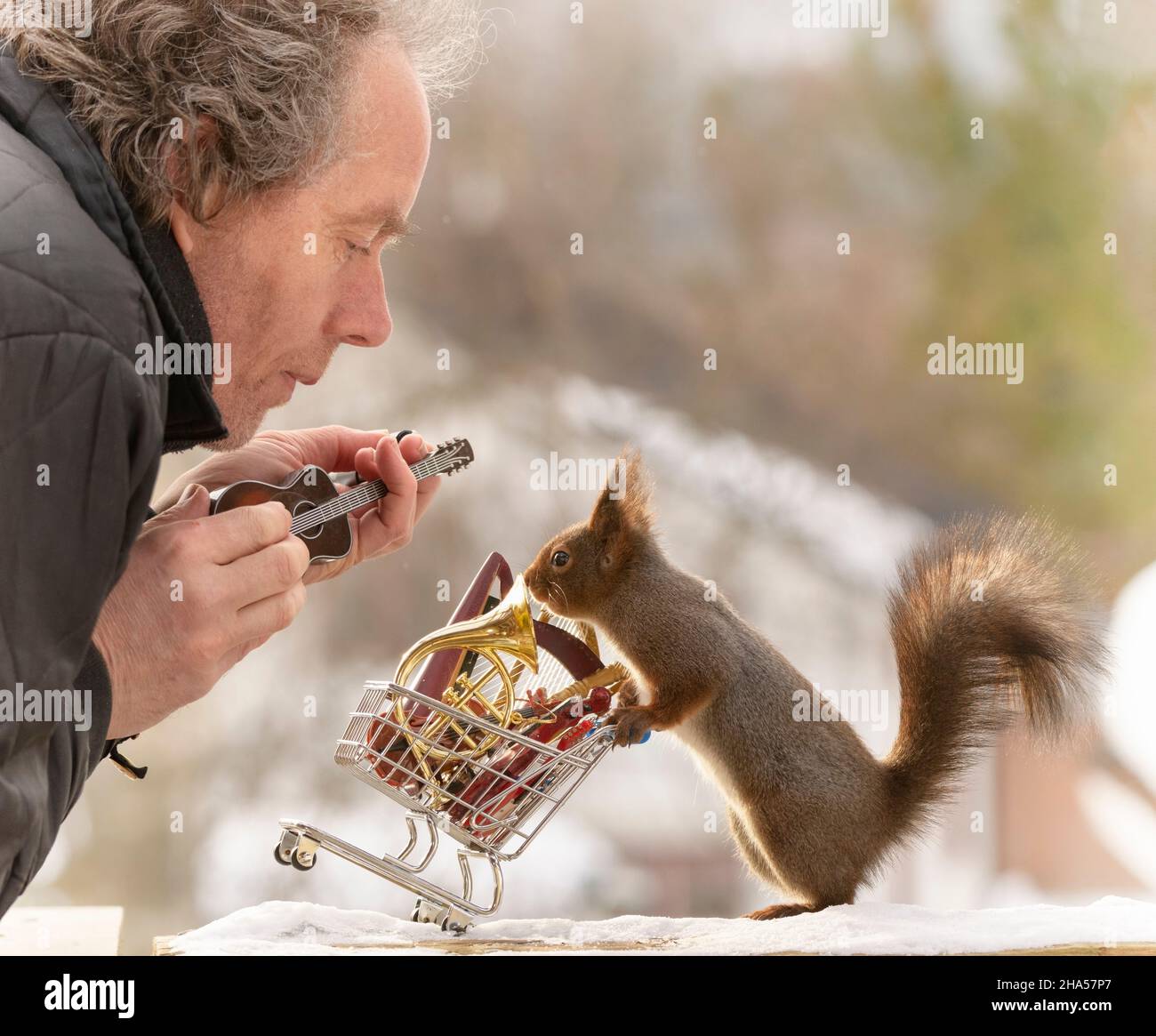 red squirrel is holding a shopping cart with music instruments and man Stock Photo