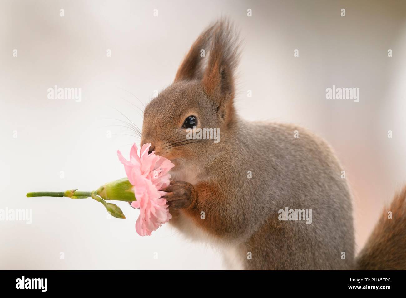 red squirrel is holding a dianthus flower Stock Photo