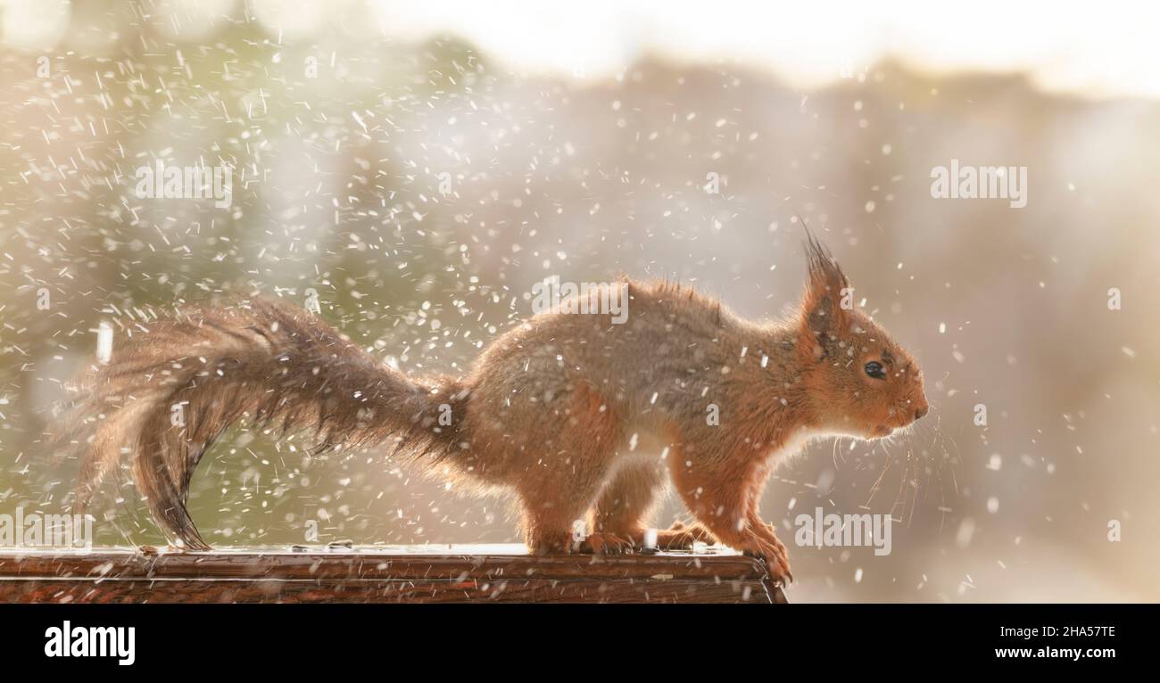 wet red squirrel is shaking out water Stock Photo Alamy