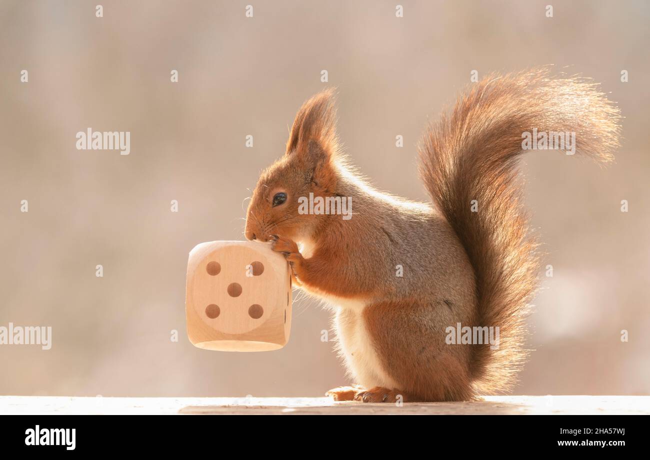 red squirrel is touching an big dice with number five Stock Photo