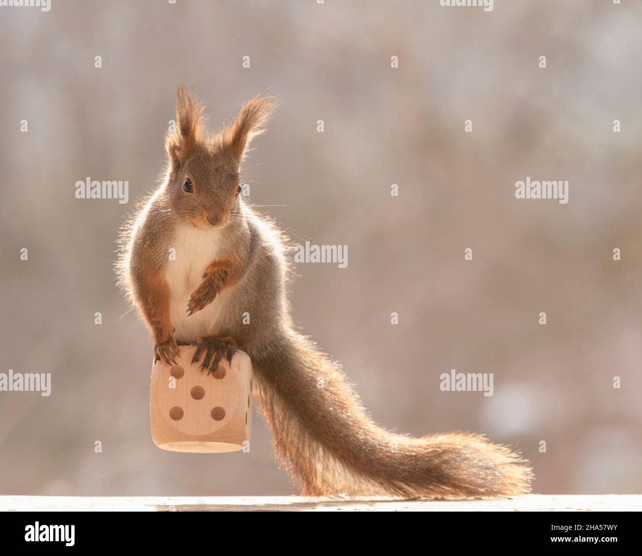 red squirrel is standing on an big dice with number five Stock Photo