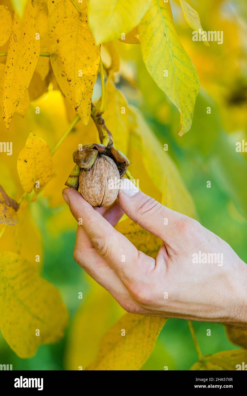 A farmer picking a nut from a tree, hand close up. Harvesting the fall in the garden. Stock Photo