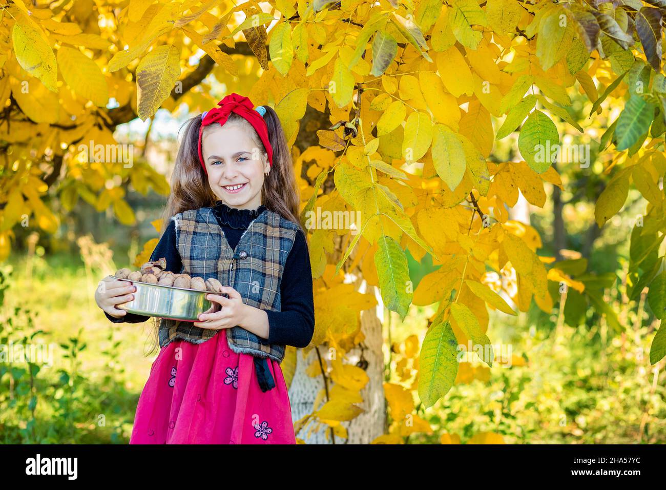 Cute girl with walnuts from the walnut harvest in the garden. Colorful and blurred walnut, located in the background. Stock Photo