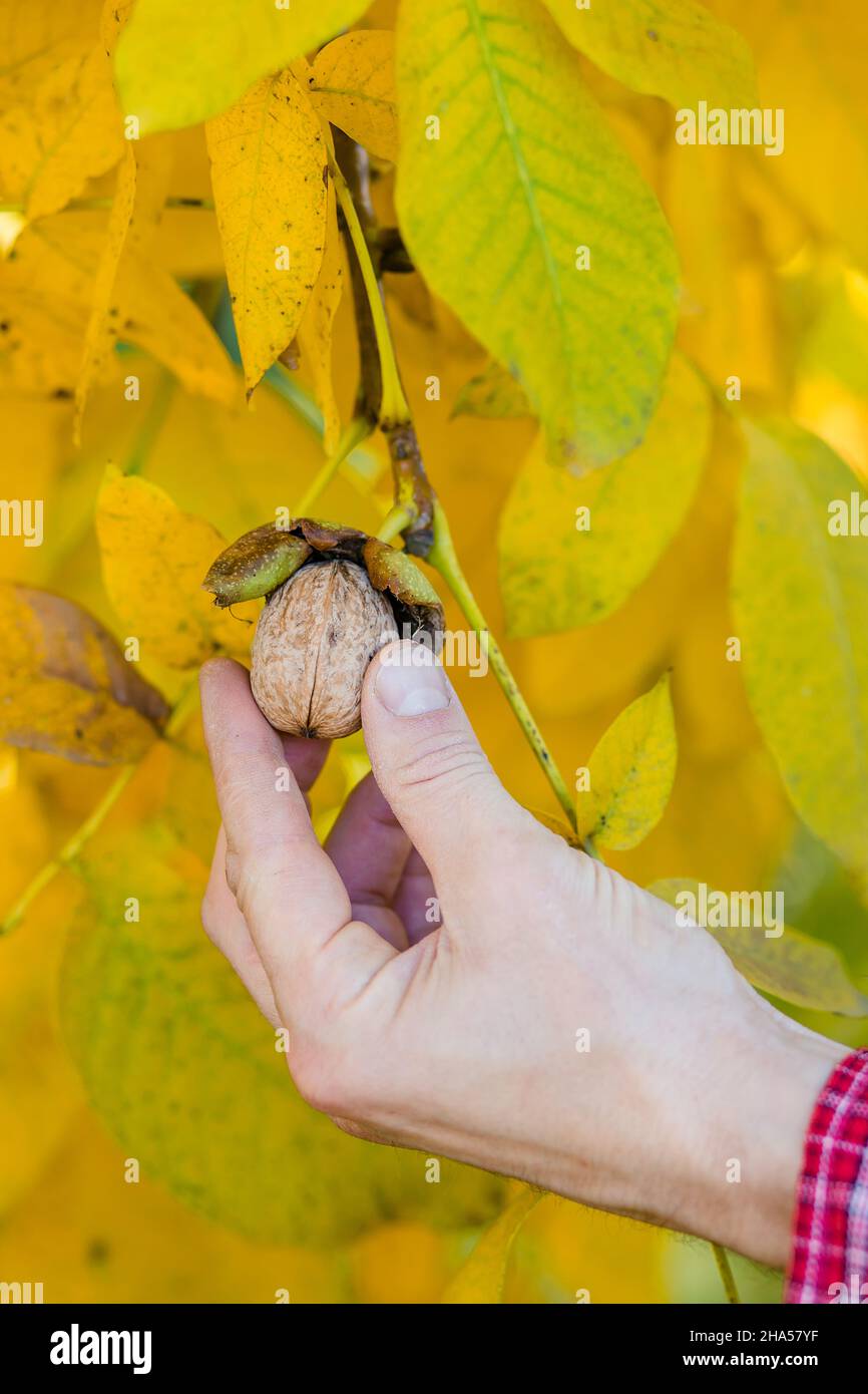 A farmer picking a nut from a tree, hand close up. Harvesting the fall in the garden. Stock Photo
