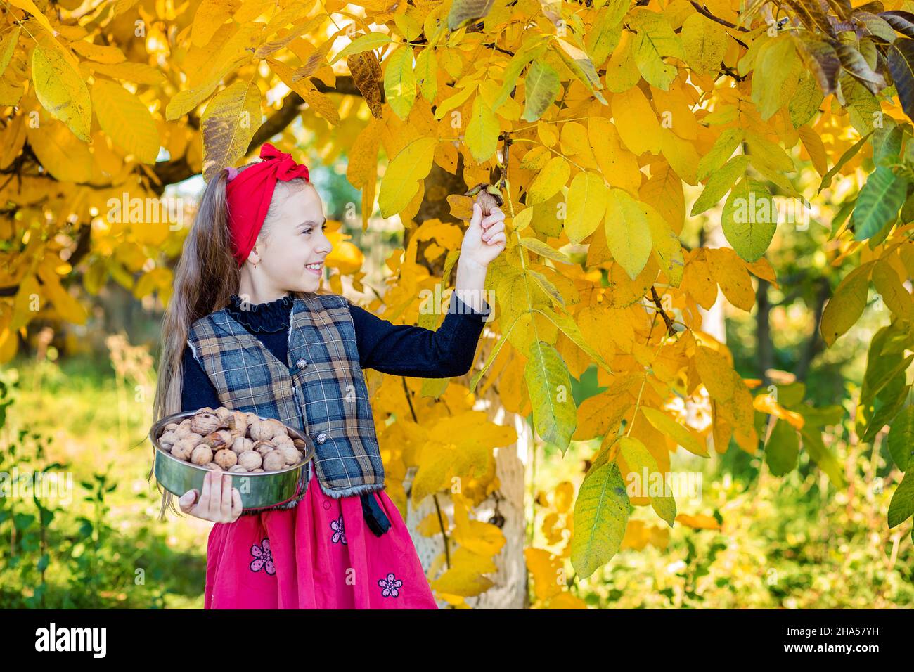 Cute girl with walnuts from the walnut harvest in the garden. Colorful and blurred walnut, located in the background. Stock Photo
