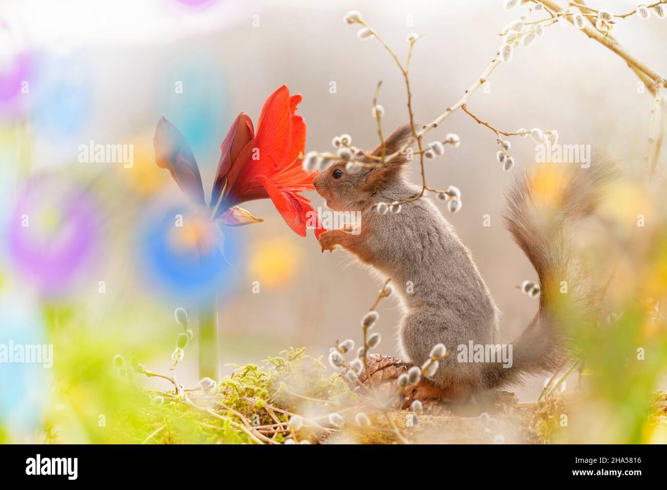 red squirrel is looking at daffodil,willow and amaryllis flowers Stock Photo