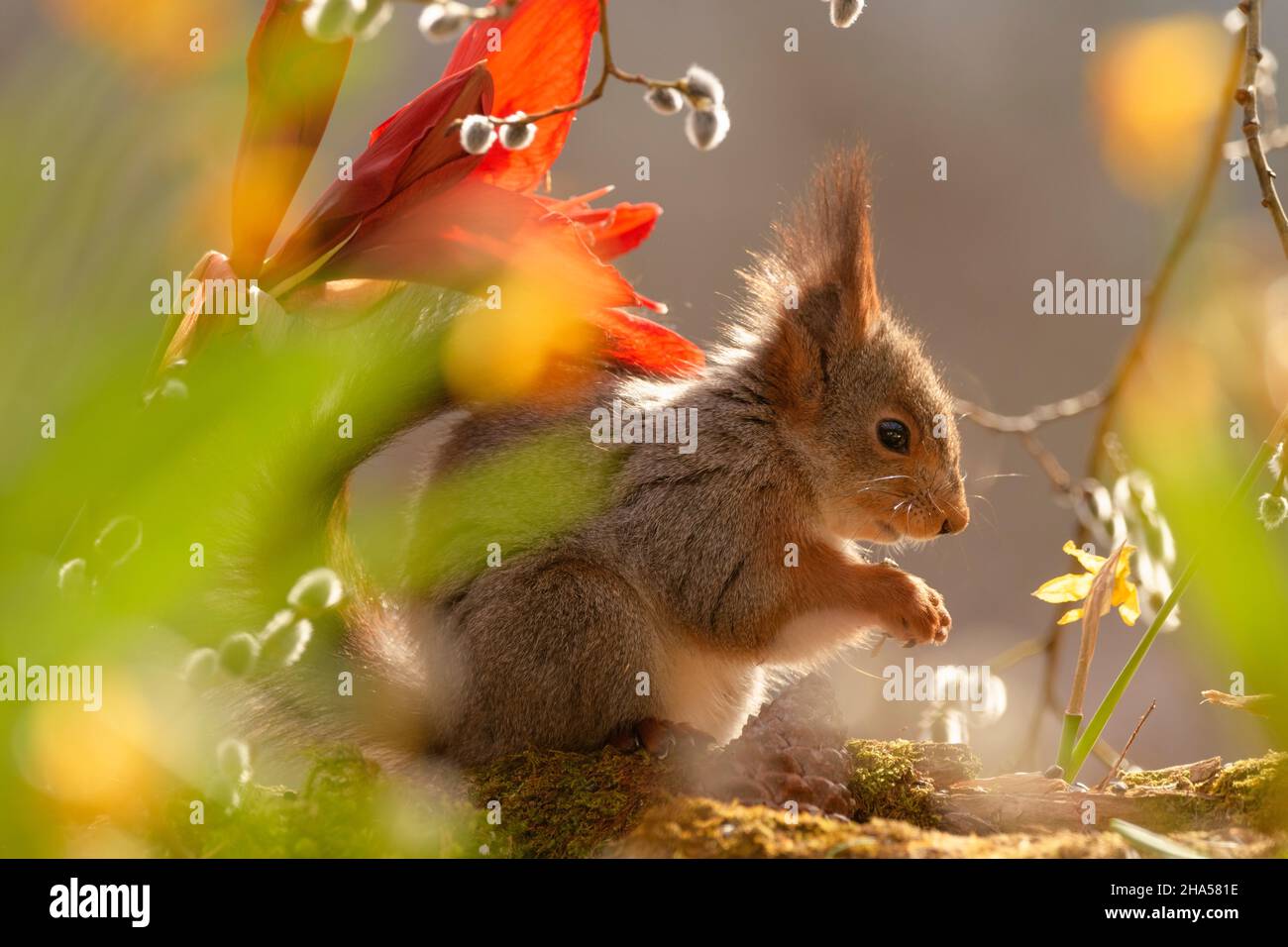red squirrel is standing with daffodil,willow and amaryllis flowers Stock Photo