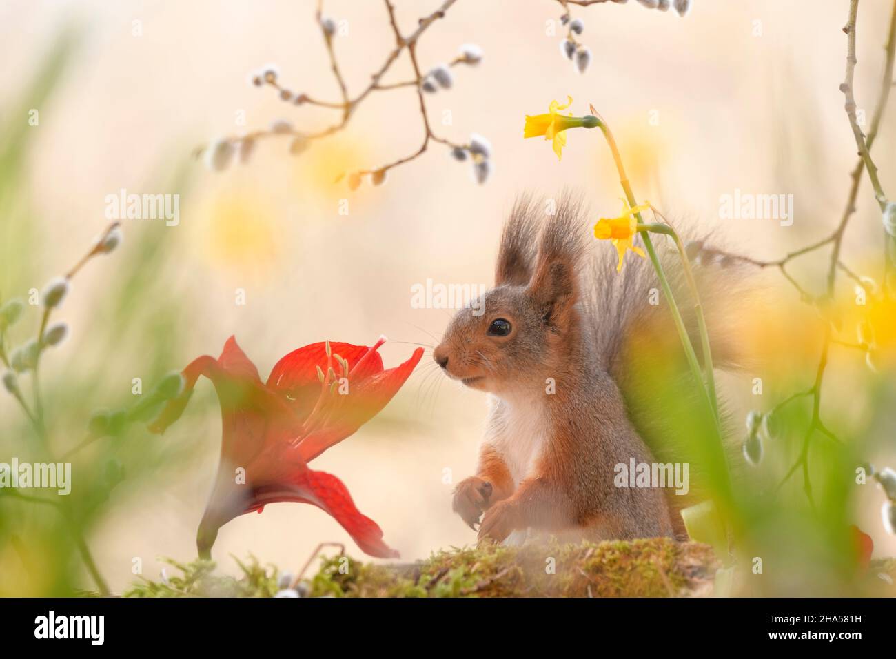 red squirrel is standing behind daffodil,willow and amaryllis flowers Stock Photo