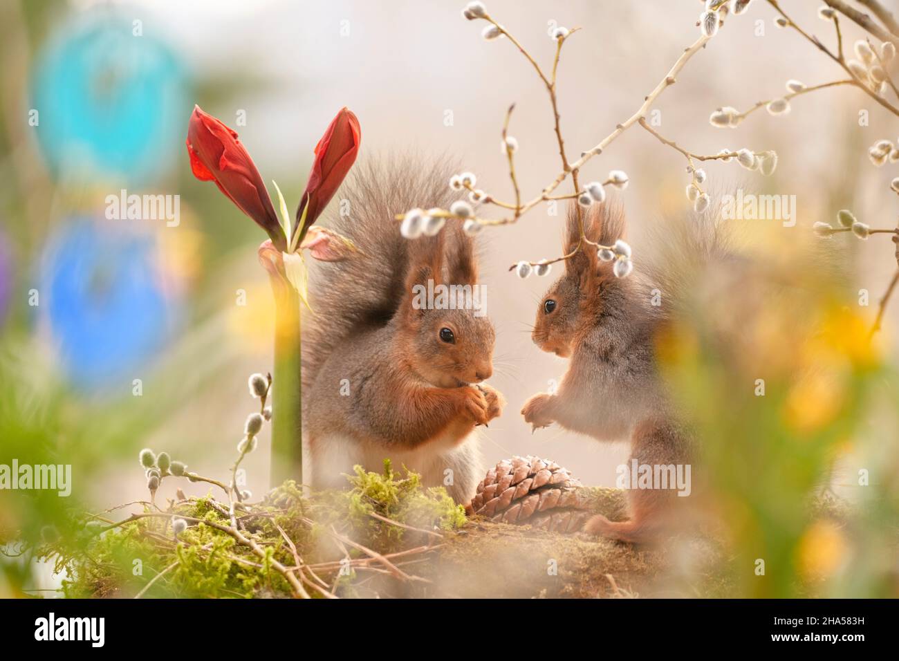red squirrels are hiding between daffodil,willow and amaryllis flowers Stock Photo