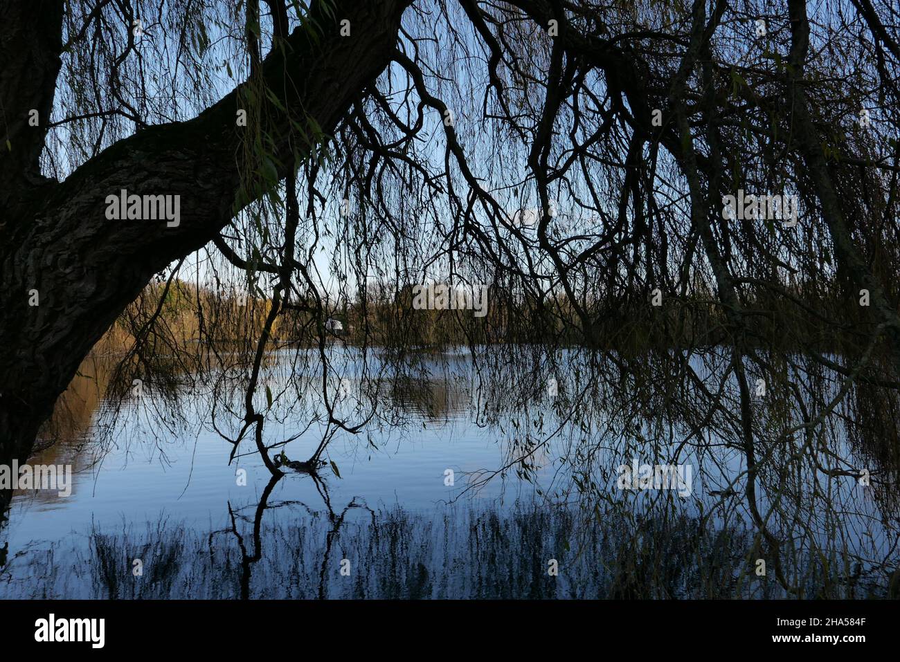 An attractive lake, with the rivers Colne and Frays running alongside. Ideal for walking