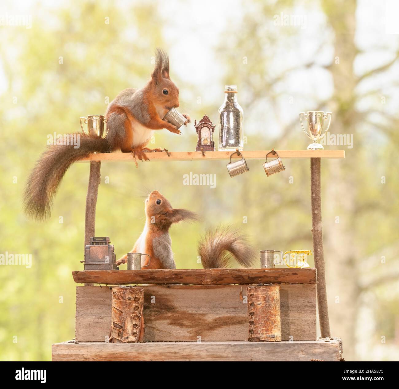 red squirrels are standing in an bar with cups Stock Photo Alamy