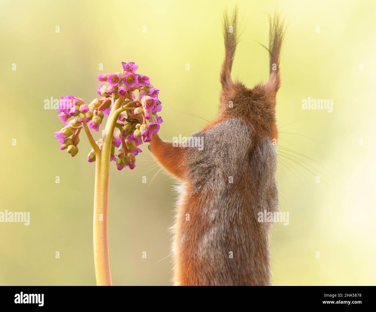 red squirrel is holding a bergenia flower Stock Photo
