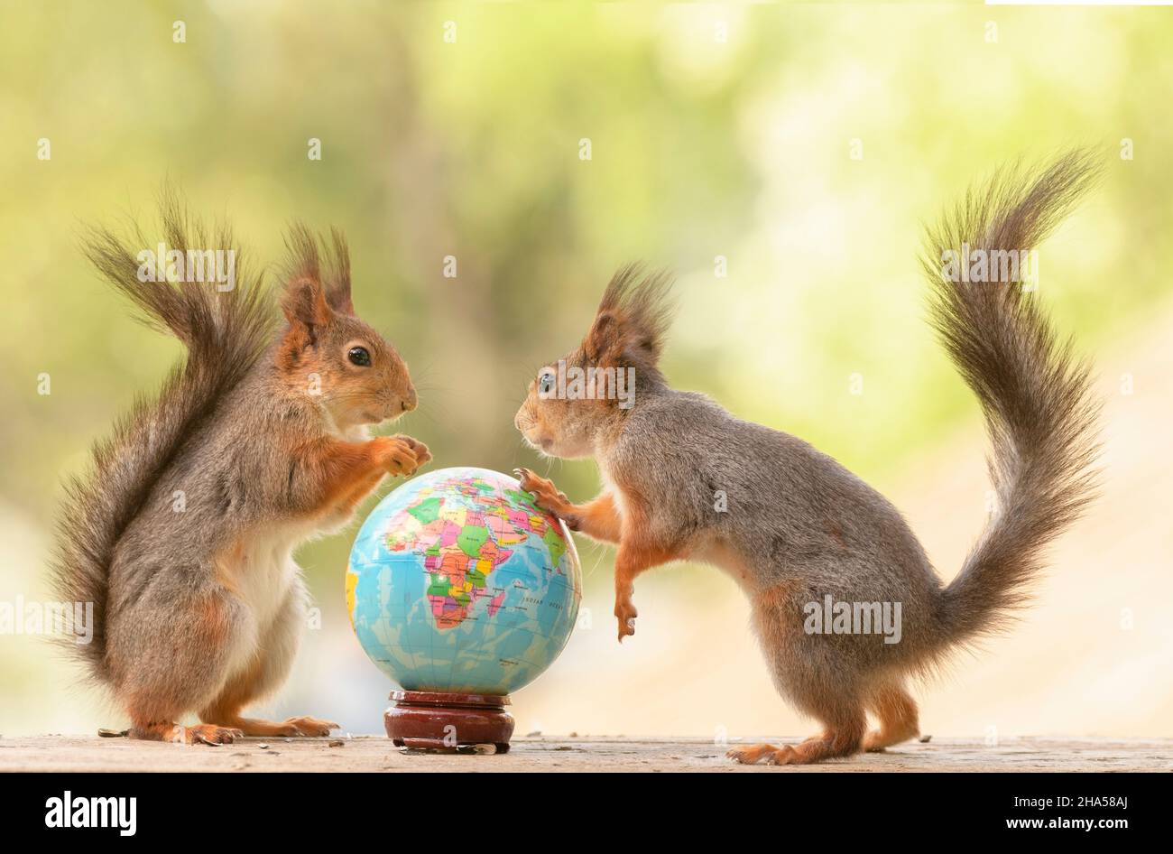 red squirrels are standing around a world globe Stock Photo Alamy
