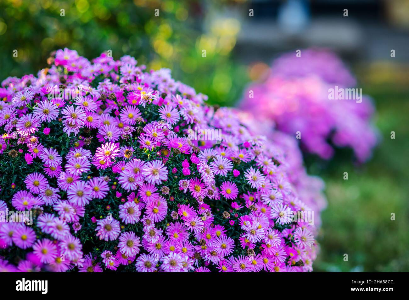 Autumn flowers in the garden, beautiful chrysanthemums. Gardening. Floral background Stock Photo