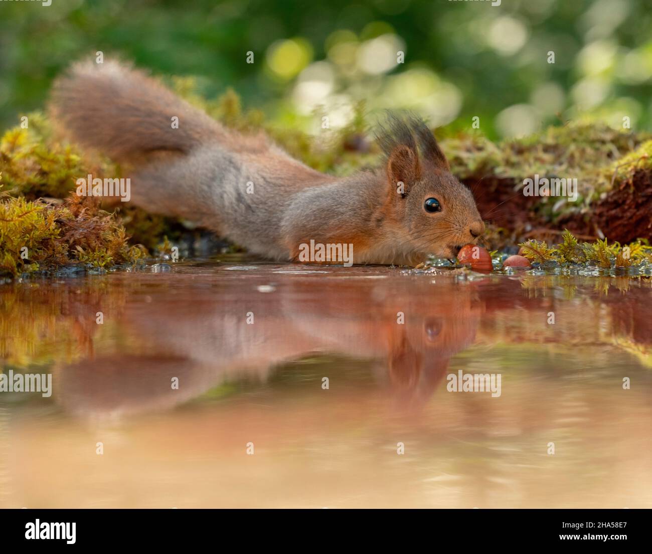 red squirrel is standing with water with nut Stock Photo