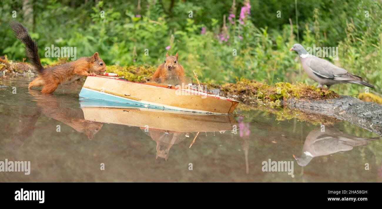 Red squirrels are standing in a boat with a dove hires stock