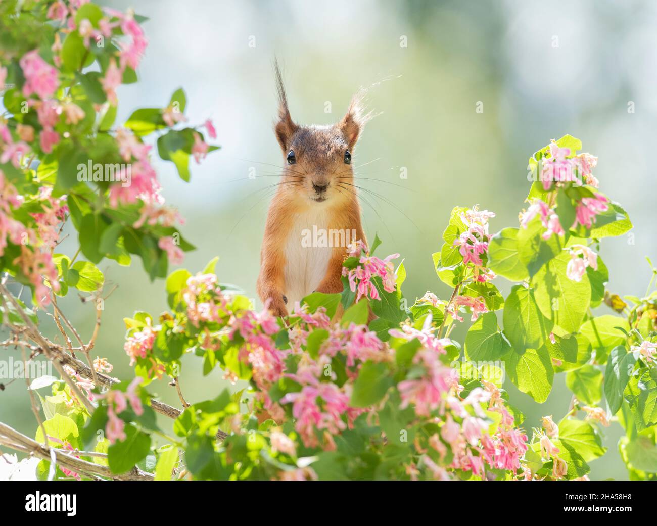 red squirrels with honeysuckle flowers Stock Photo Alamy