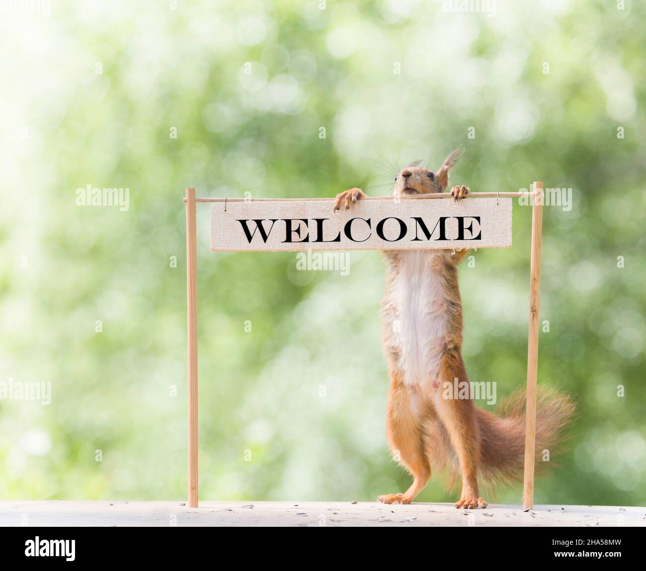 red squirrel with an welcome sign Stock Photo - Alamy