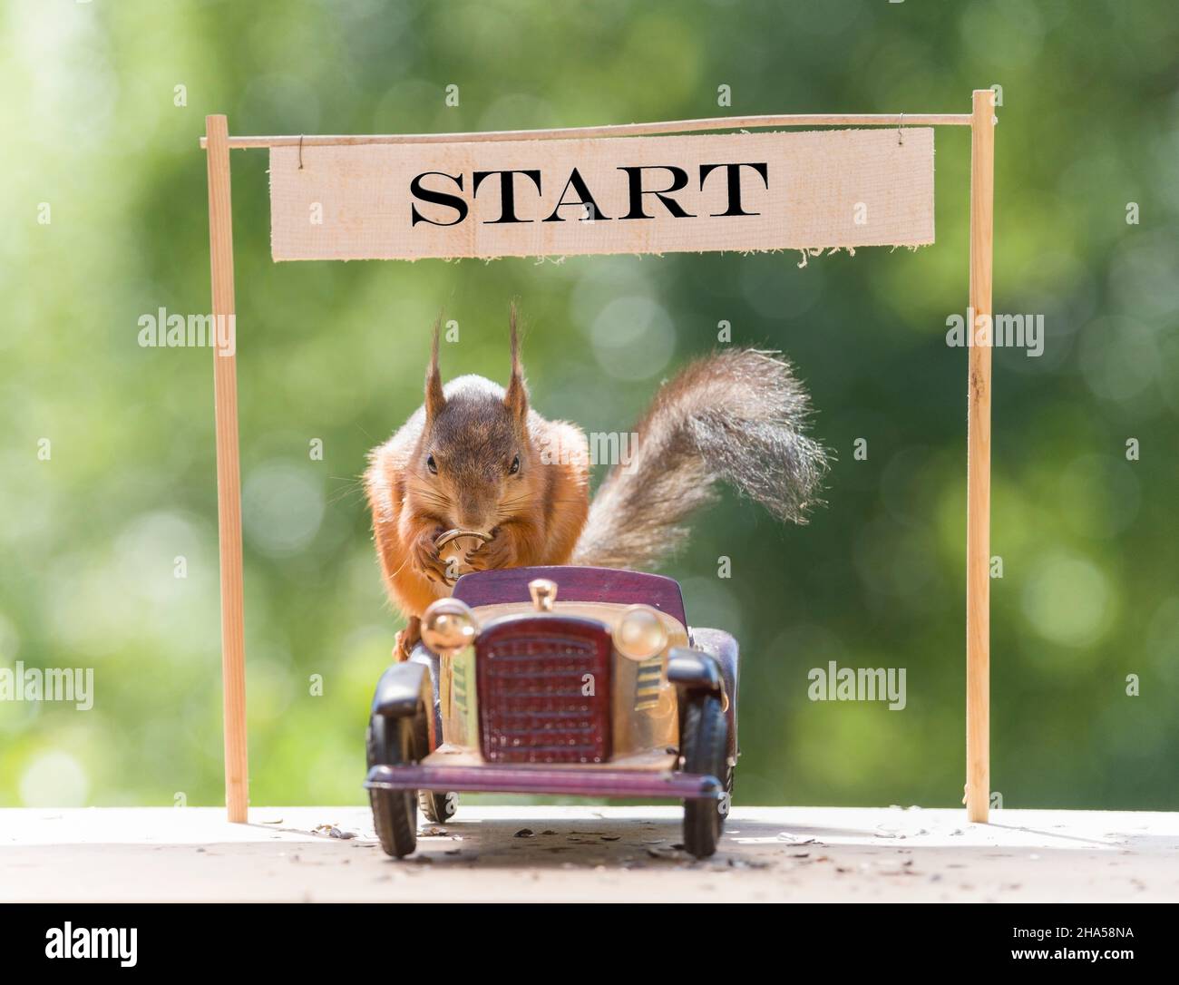 red squirrel in a car with a wheel Stock Photo Alamy
