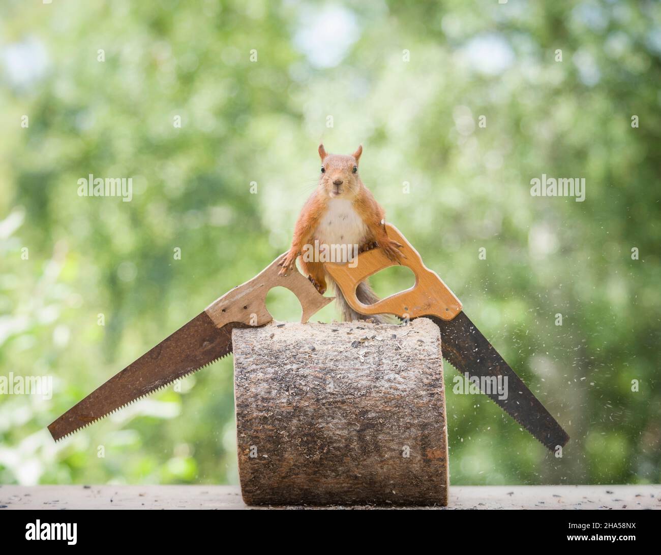 red squirrel is holding hand saws Stock Photo