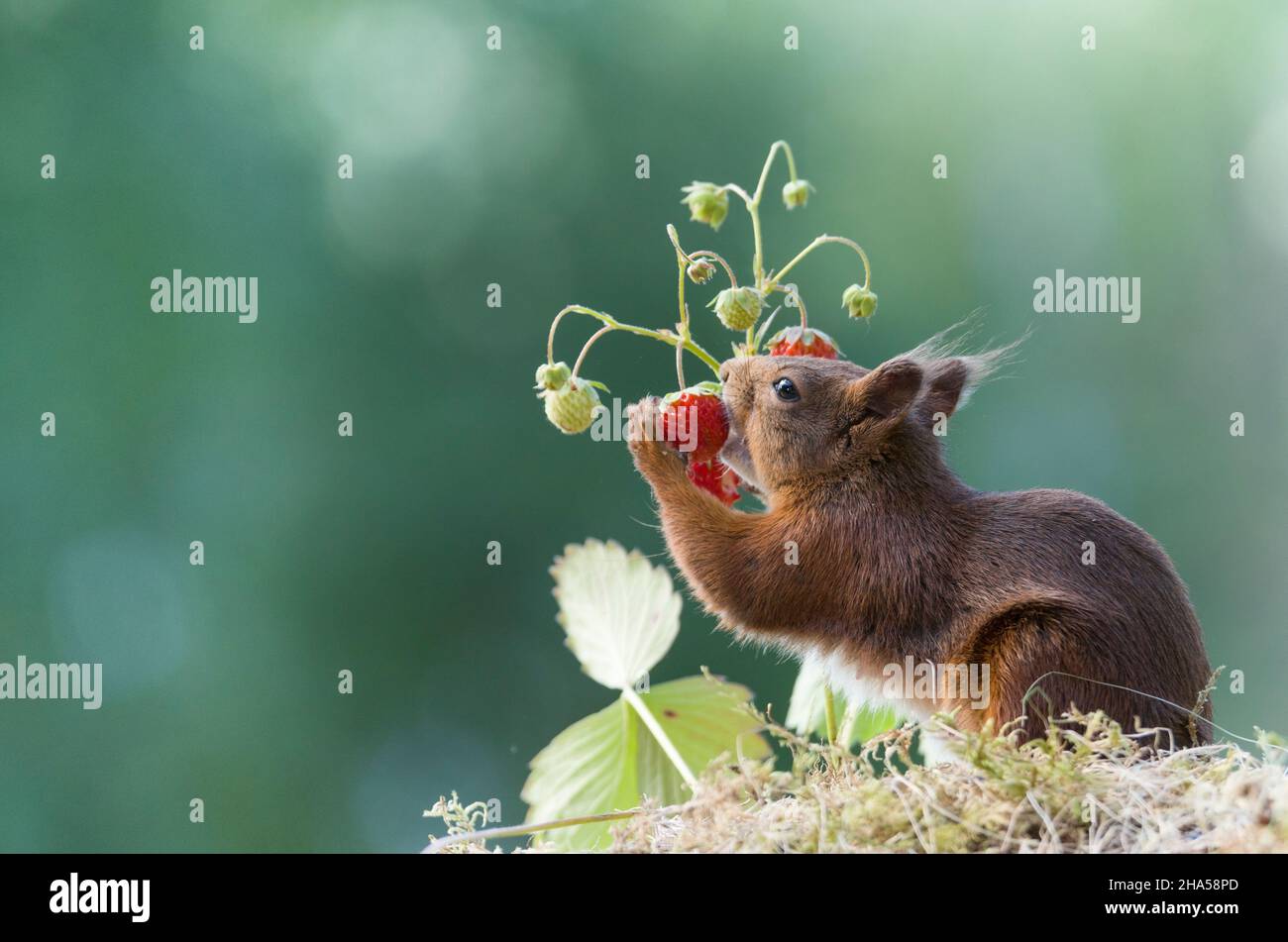 red squirrel eating a strawberry Stock Photo Alamy