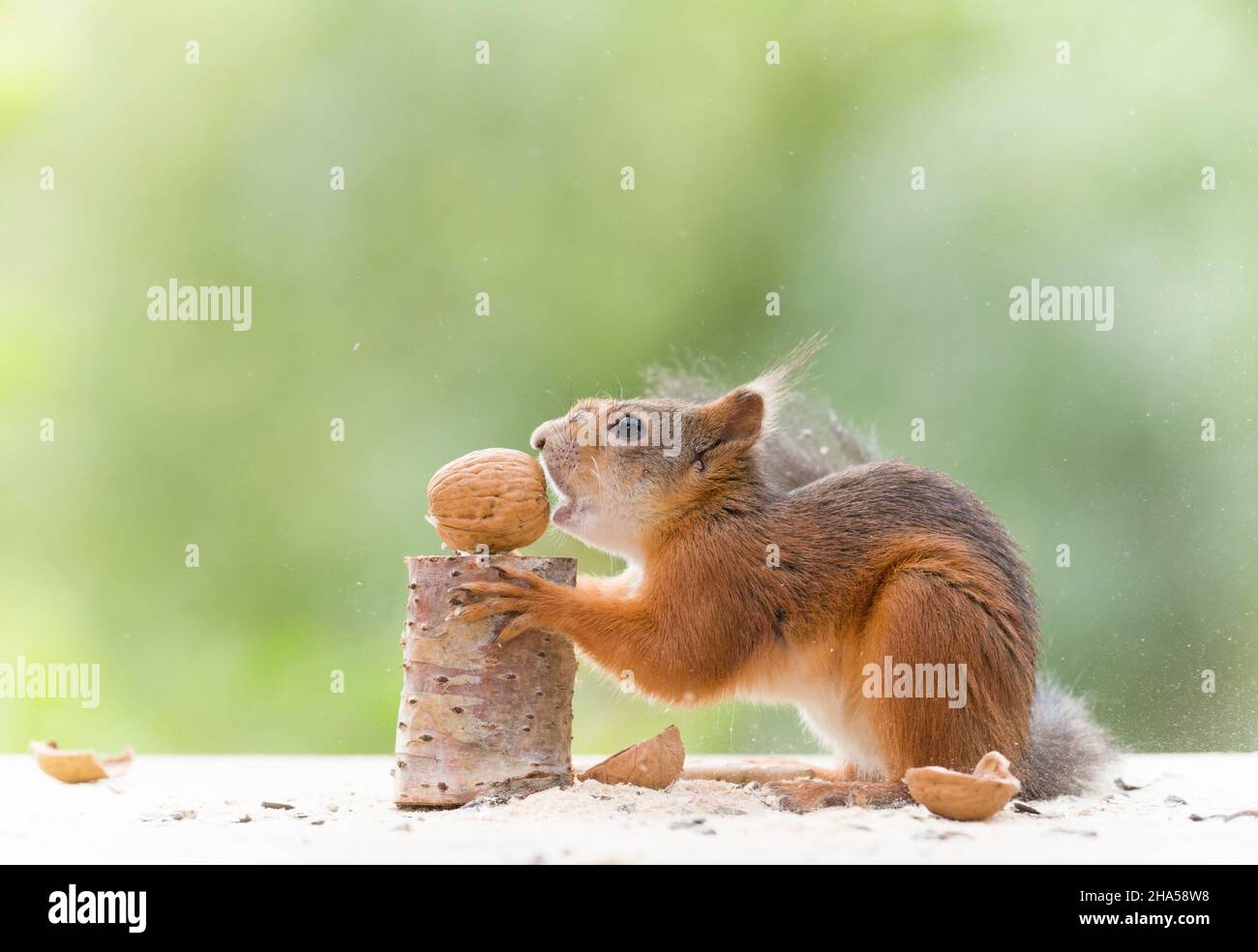 Red squirrel takes a bite in a walnut hires stock photography and