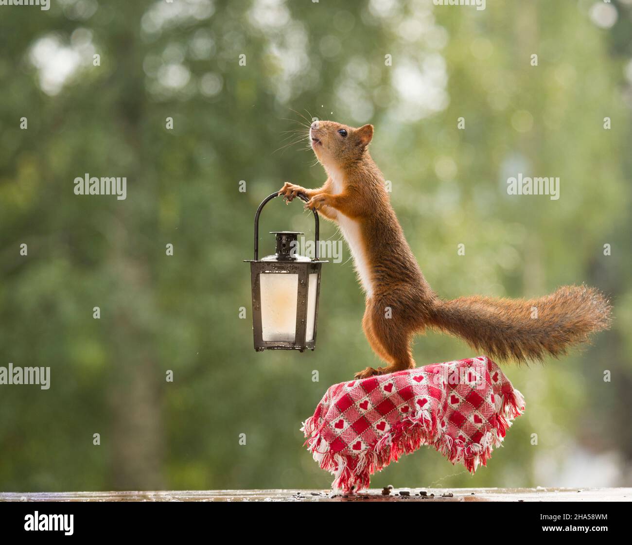 red squirrel hold an lantern on an a table Stock Photo