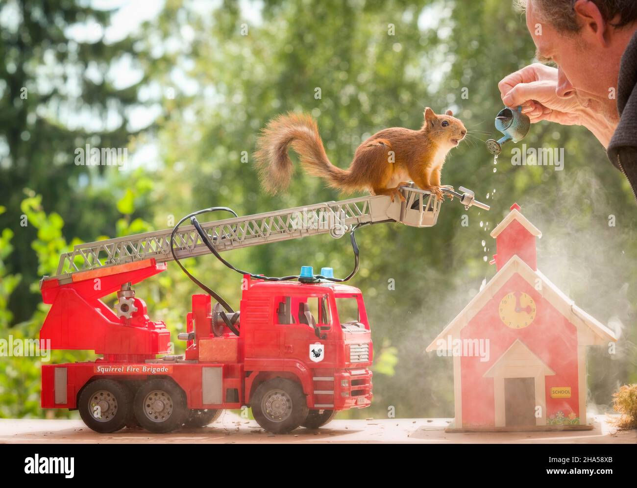 red squirrel and man with a fire brigade truck Stock Photo