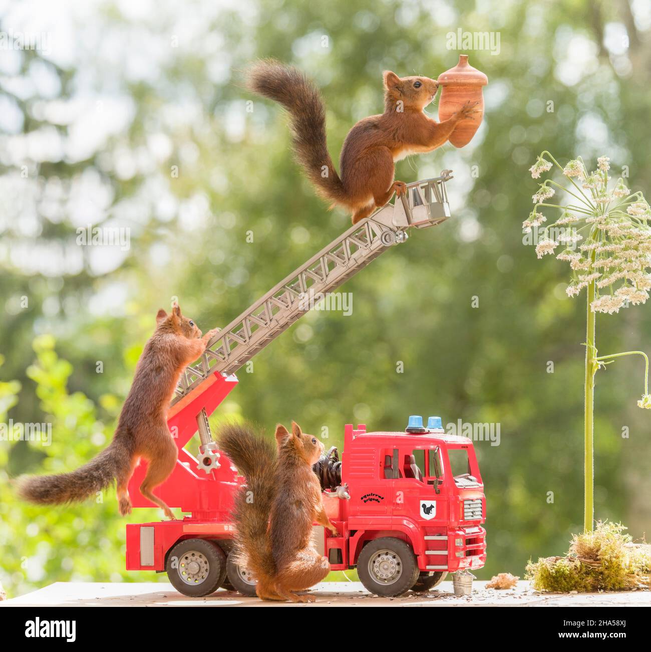 red squirrels with an fire brigade truck Stock Photo