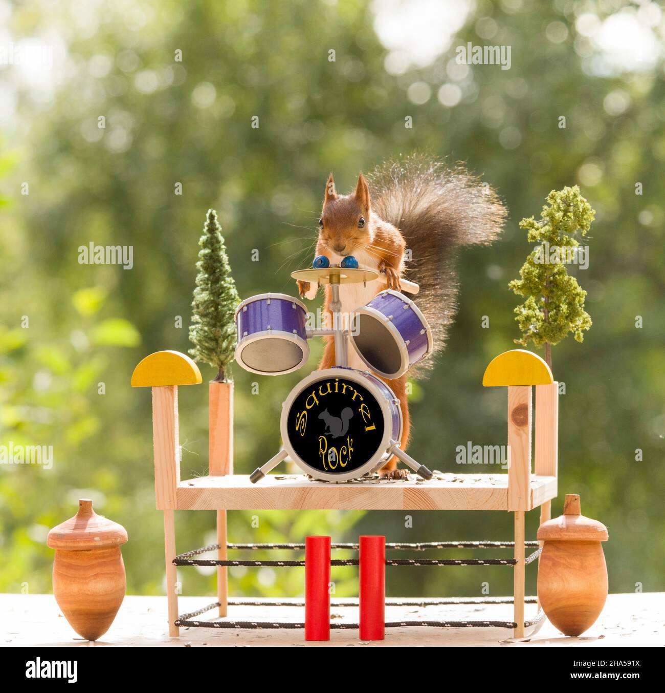 red squirrel playing behind the drums Stock Photo Alamy