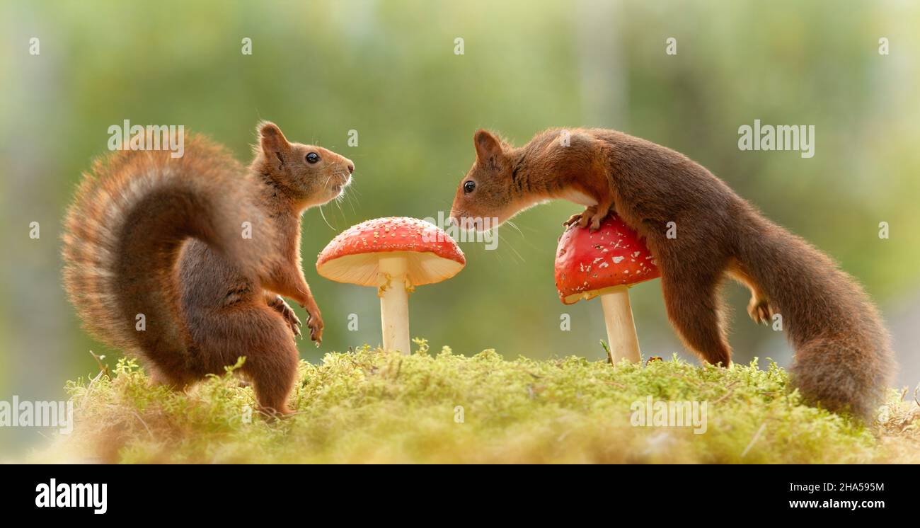 red squirrels are looking at each other on toadstool Stock Photo