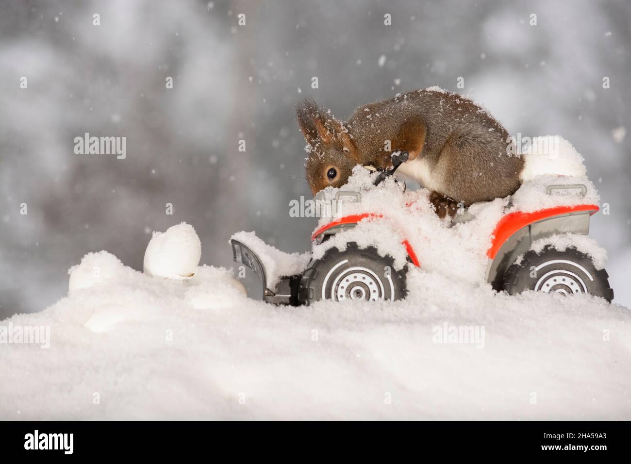 red squirrel is sitting on a quadbike during snow Stock Photo