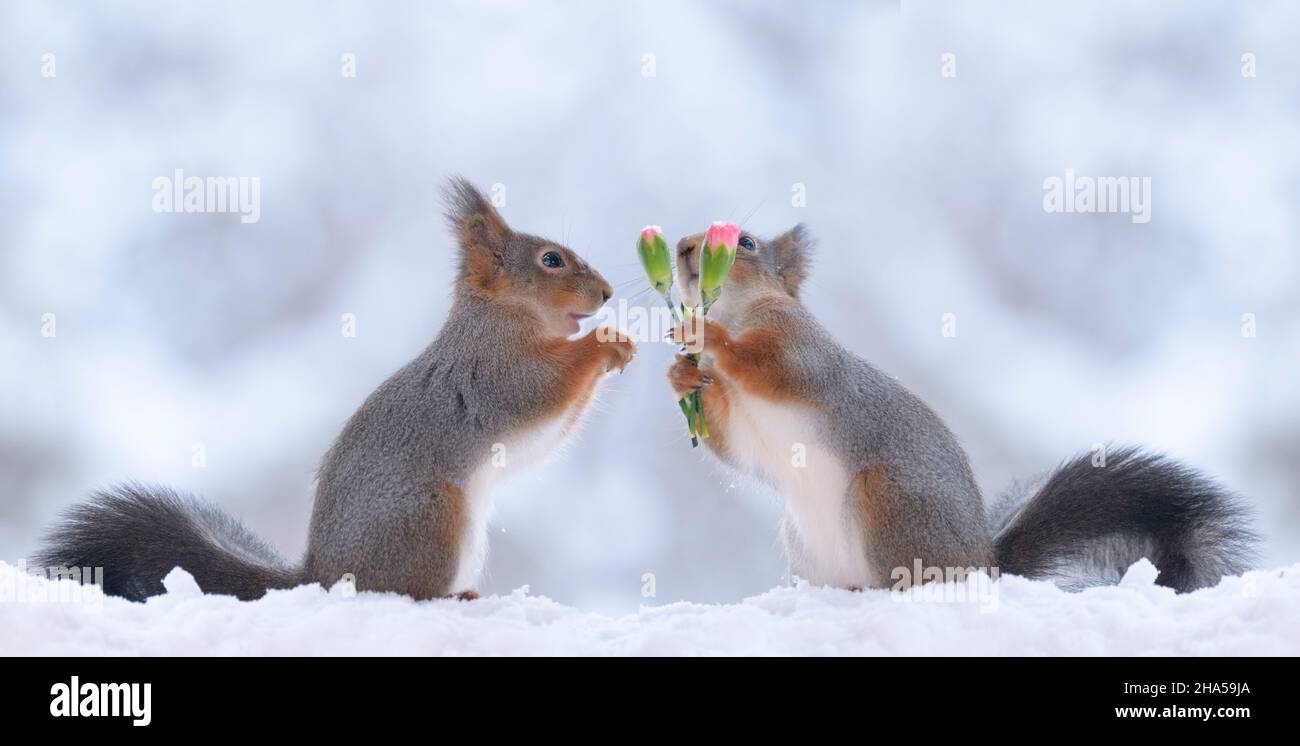 red squirrel is holding a bouquet dianthus Stock Photo