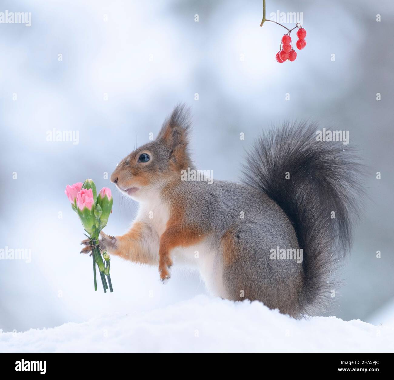red squirrel is holding an bouquet dianthus Stock Photo