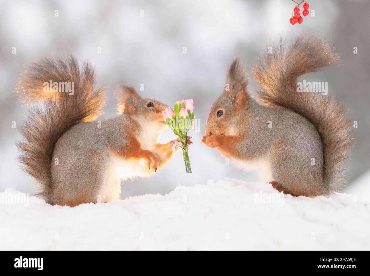 red squirrel is holding an bouquet dianthus for another squirrel Stock Photo