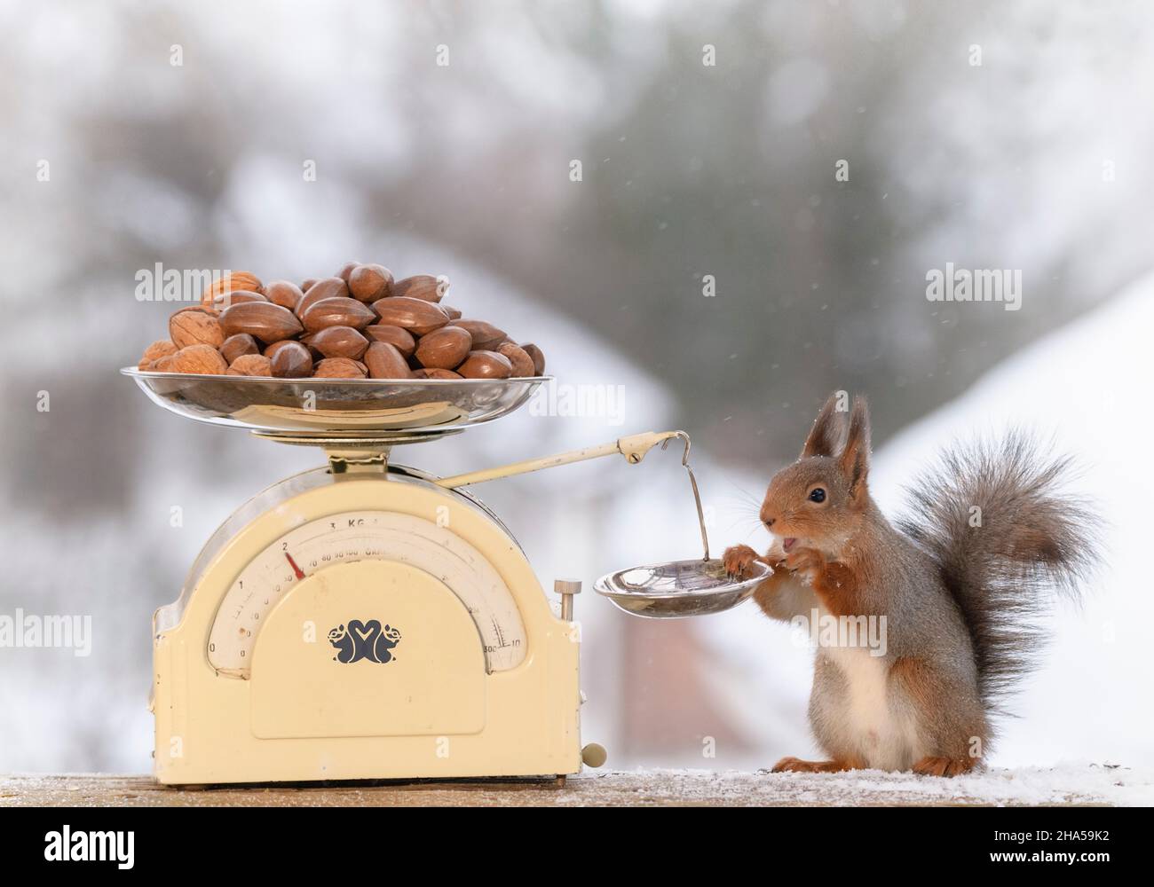 red squirrel standing with an scale and nuts Stock Photo - Alamy