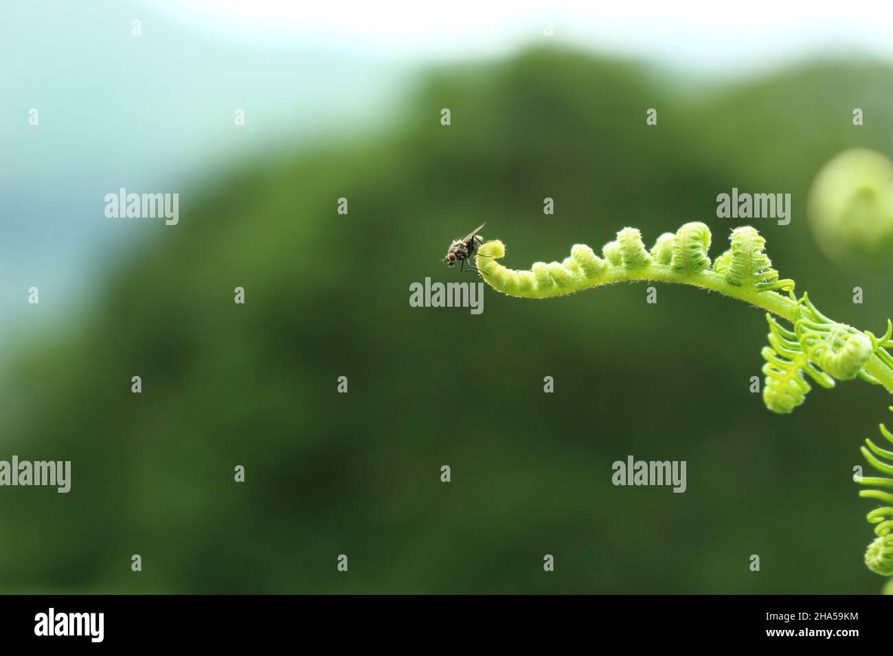 Horse fly on a furled fern frond (Lake District, Cumbria, England). Insect seen on the tip of bracken, great nature, insect wallpaper or background. Stock Photo