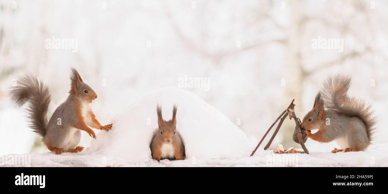 red squirrels are standing with a igloo and fire place Stock Photo