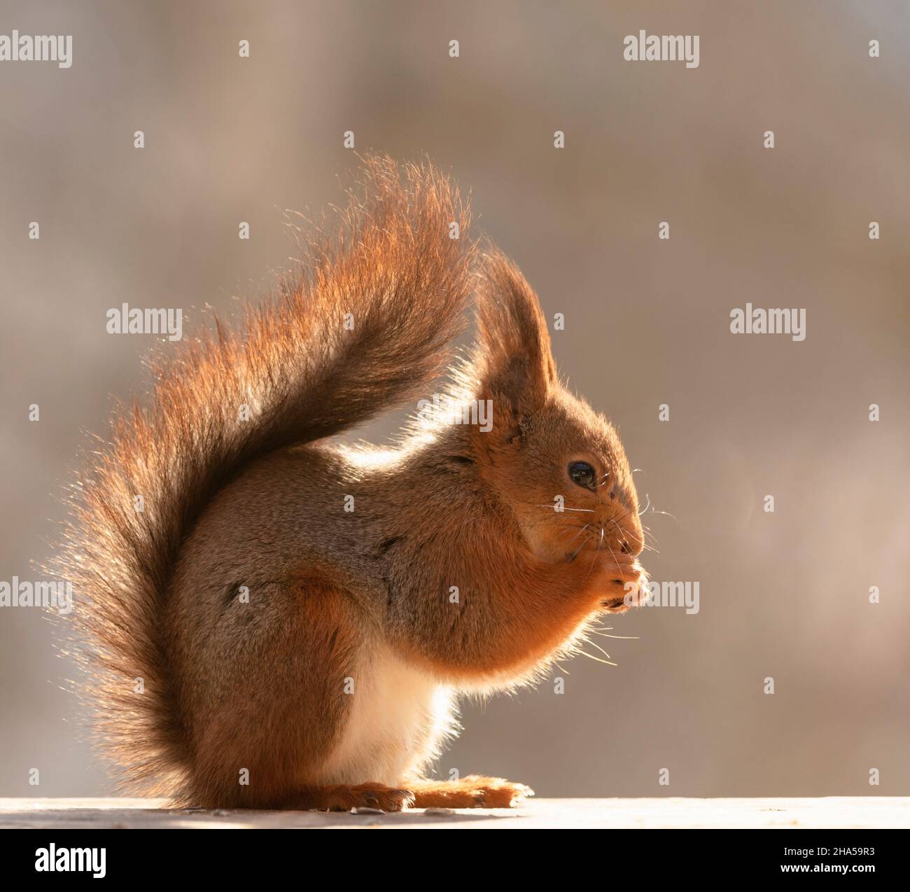 profile of an red squirrel who is looking to the right Stock Photo