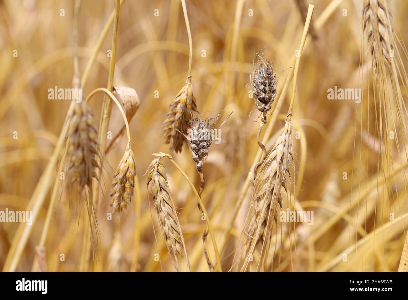 Covered smut of barley is caused by the fungus Ustilago hordei. Stock Photo