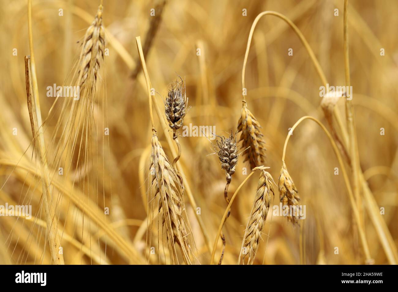 Covered smut of barley is caused by the fungus Ustilago hordei. Stock Photo