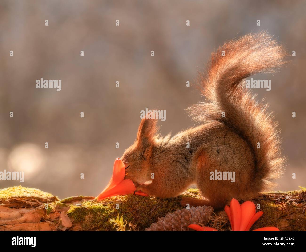 red squirrel is smelling a clivia miniata flower Stock Photo